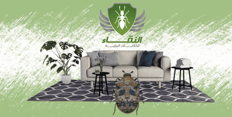 دورة حياة خنفساء السجاد