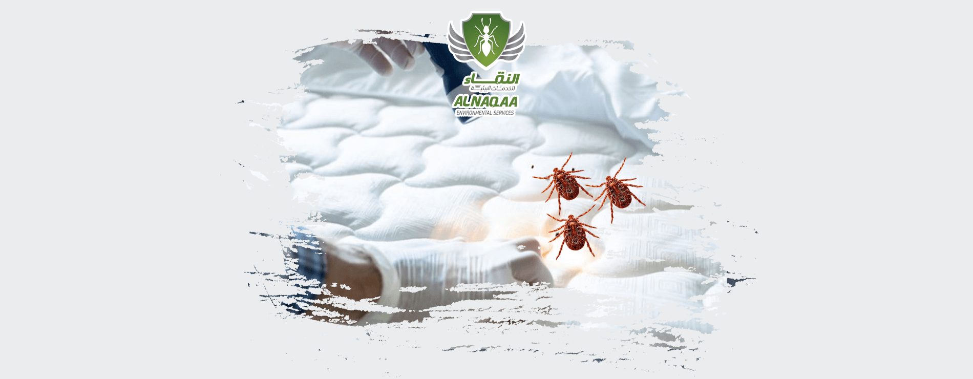 كيفية التخلص من حشرة الفاش في المنزل ؟ النقاء لمكافحة الحشرات برأس الخيمة الأمارات العربية 