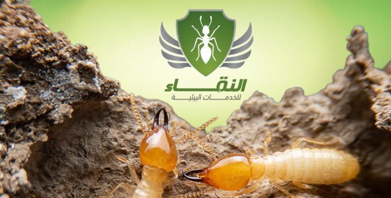 ما هي حشرة الارضة