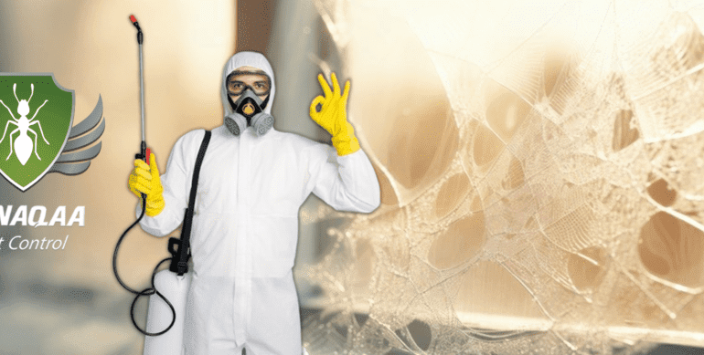 كيفية التعرف على العناكب المنزلية وتحديد أماكن وجودها في المنزل