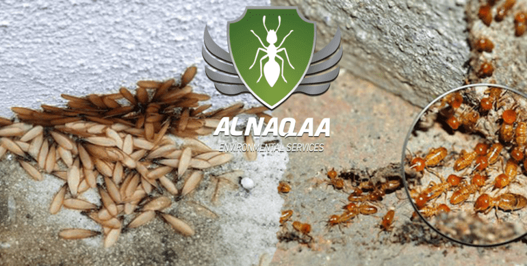 اسباب ظهور الرمه في البيت